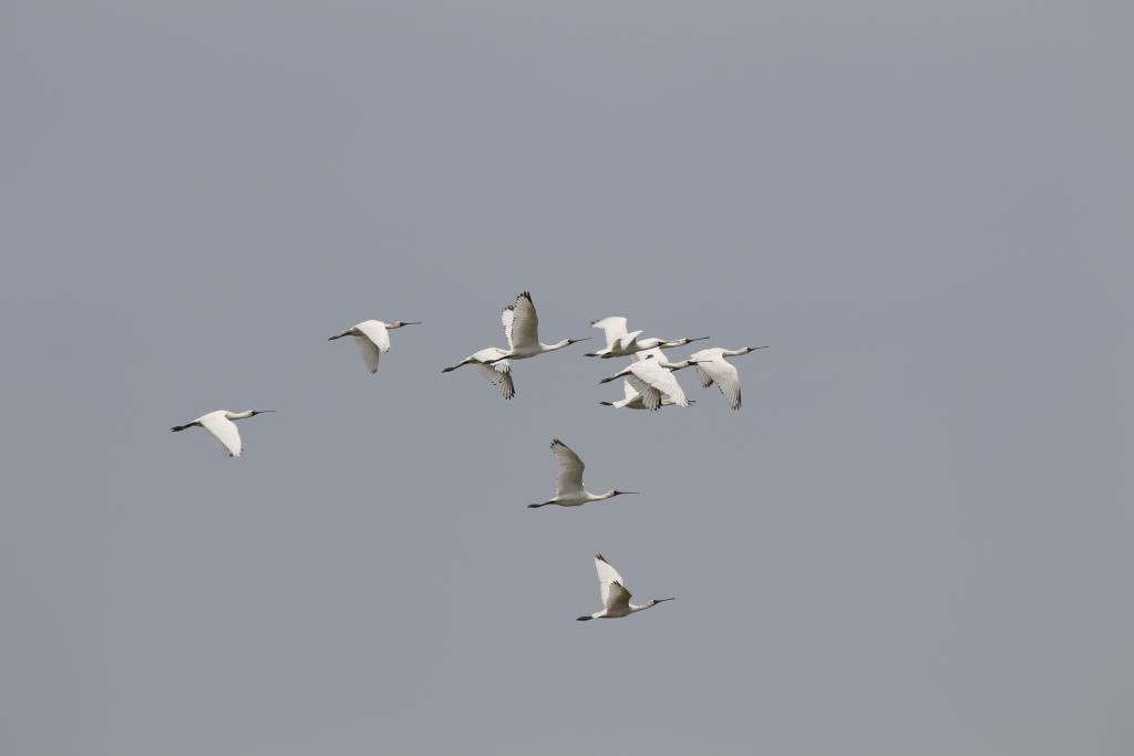 Black-faced Spoonbill Conservation Network